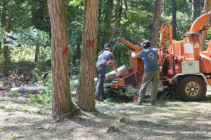 Tree Service